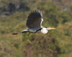 Cocoi Heron