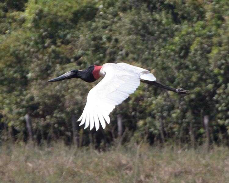 [Jabiru]