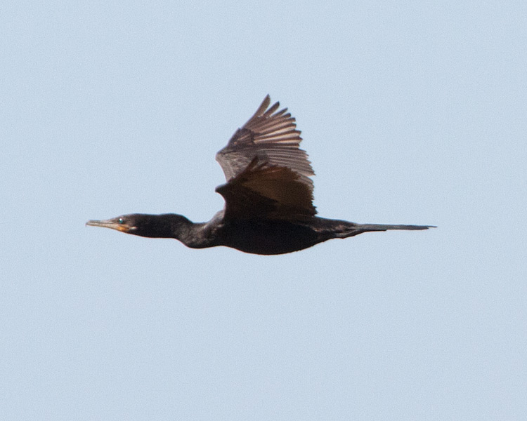 [Neotropic Cormorant]