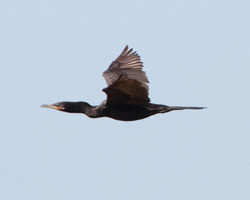 Neotropic Cormorant