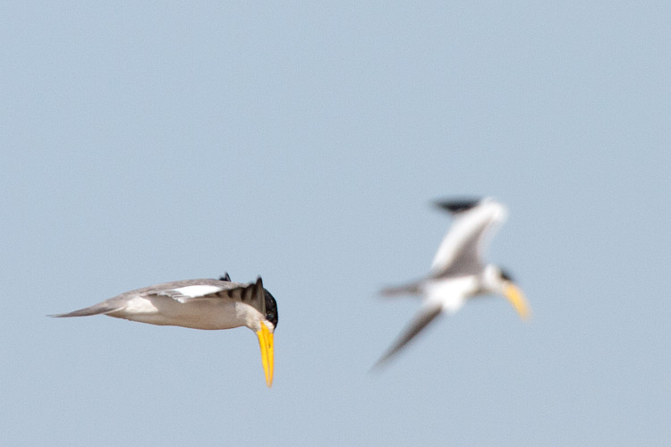 [Large-billed Terns]