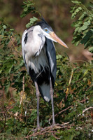 Cocoi Heron