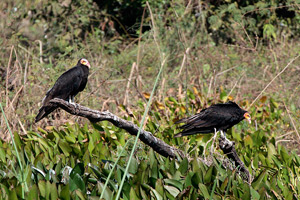 Lesser Yellow-headed Vultures