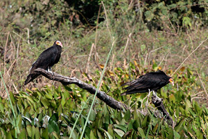 Lesser Yellow-headed Vultures