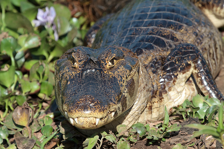 [Yacare Caiman]