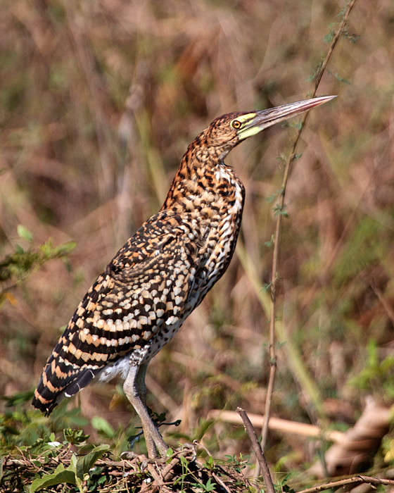 [Young Rufescent Tiger-Heron]