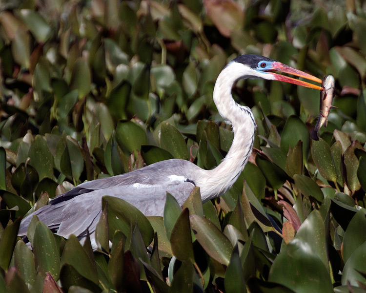 [Cocoi Heron with Fish]