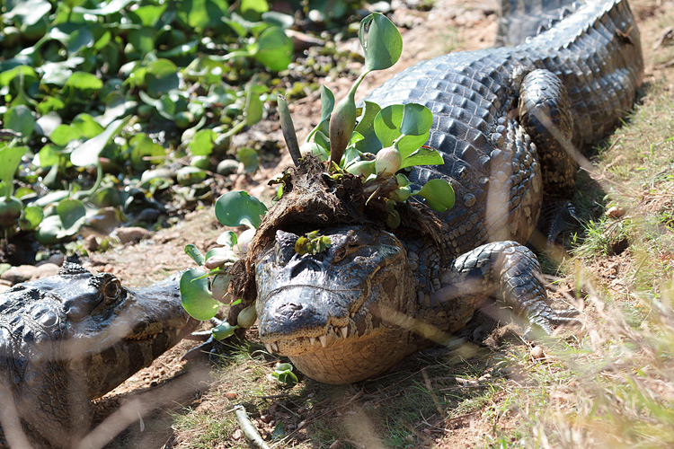 [Yacare Caiman]