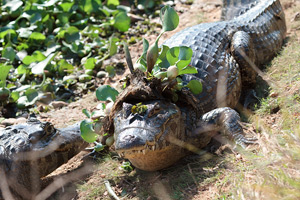 Yacare Caiman