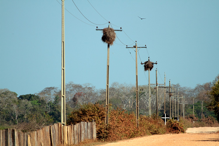 [Monk Parakeet Nests]