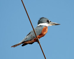 Ringed Kingfisher