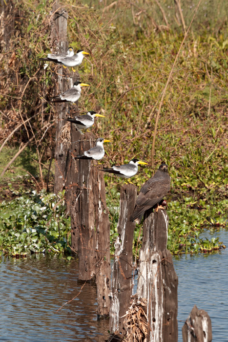 [Snail Kite and Large-billed Terns]