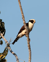 Laughing Falcon