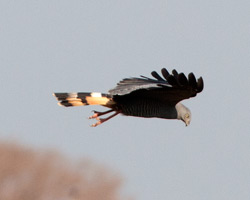 Crane Hawk