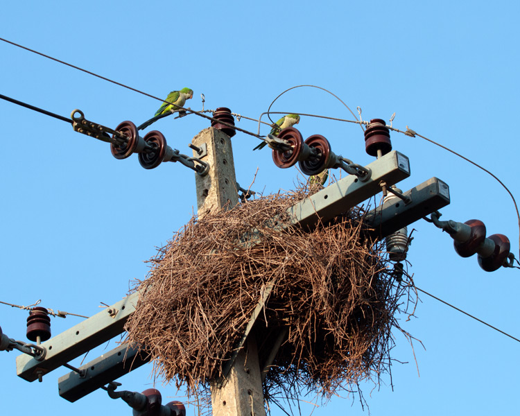 [Monk Parakeets at Nest]