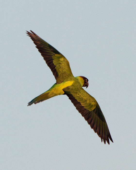 [Black-hooded (Nanday) Parakeet]