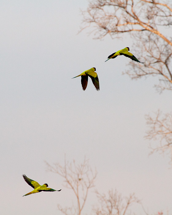 [Black-hooded (Nanday) Parakeets]