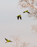 Black-hooded Parakeets