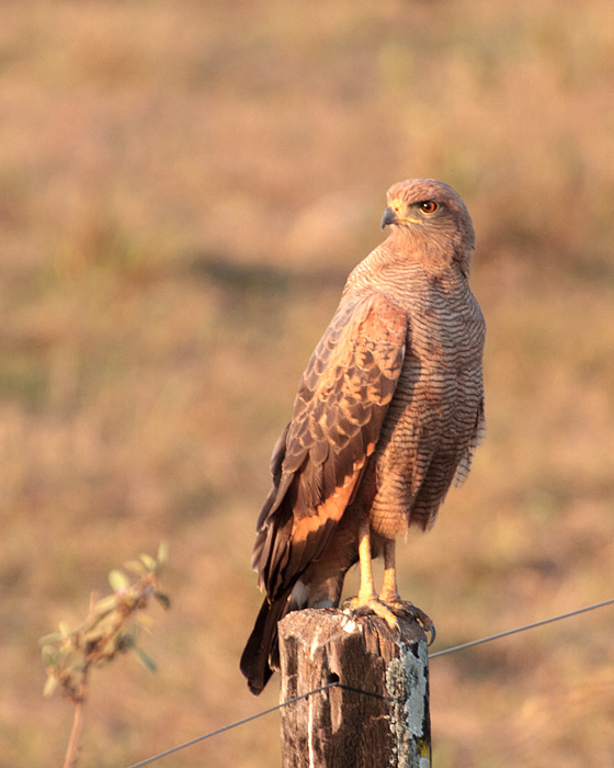 [Savanna Hawk]