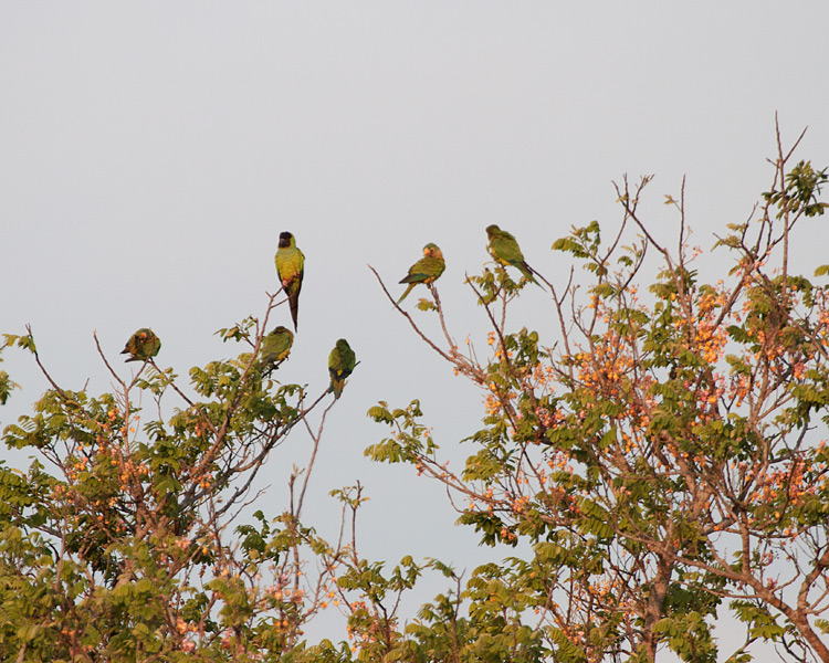 [Parakeet Flock]