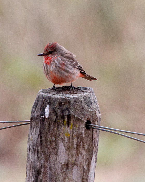 [Vermilion Flycatcher]