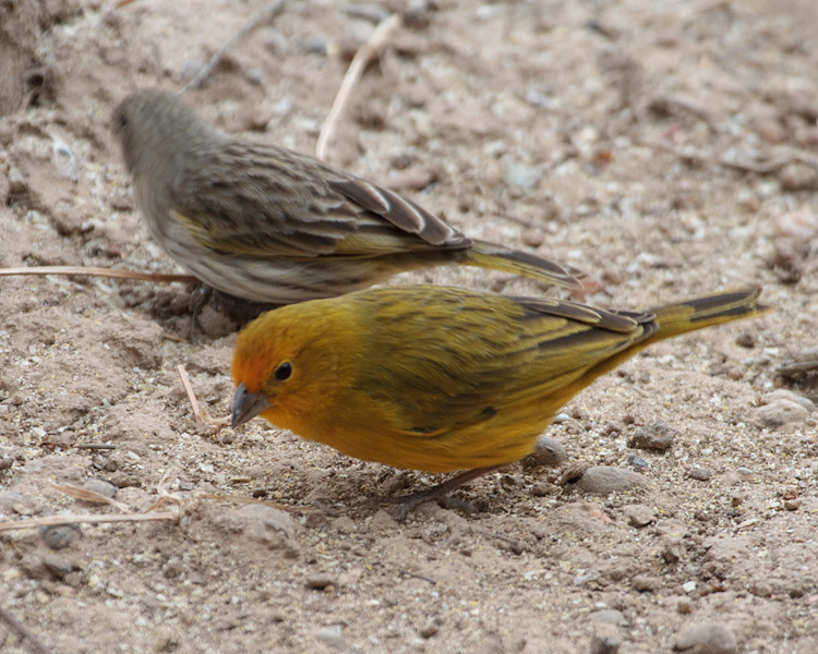 [Saffron Finches]