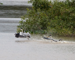 Cocoi Heron Chase