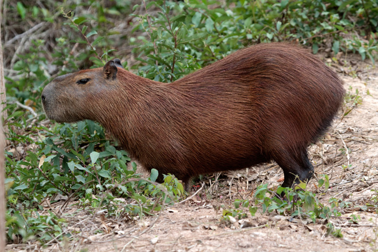 [Capybara]