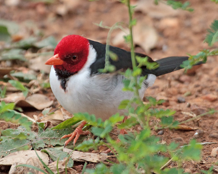 [Yellow-billed Cardinal]