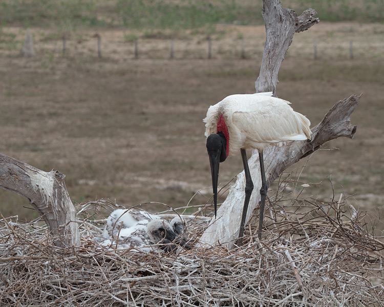 [Nesting Jabiru]