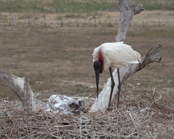 Nesting Jabiru
