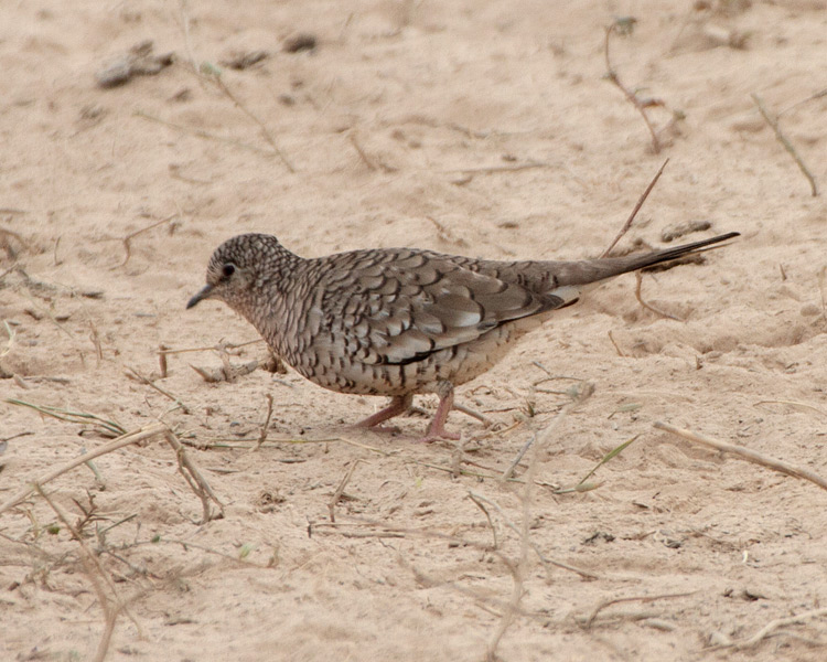 [Scaled Dove]