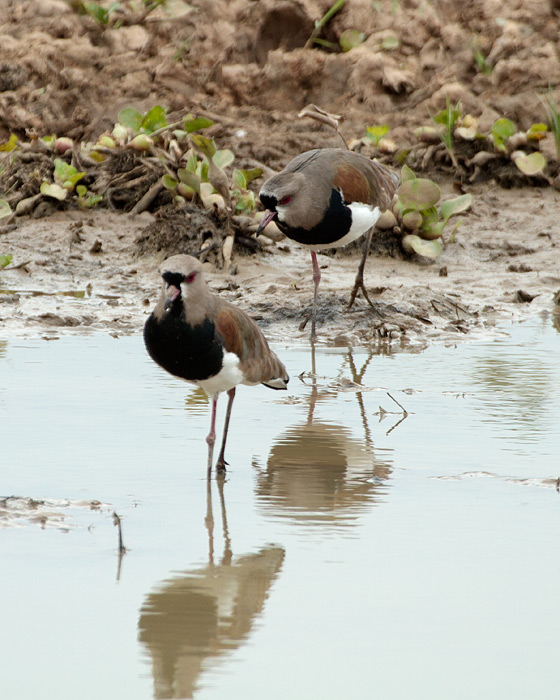 [Southern Lapwings]