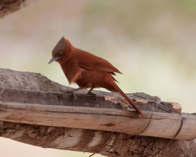 [Rufous Cacholote]