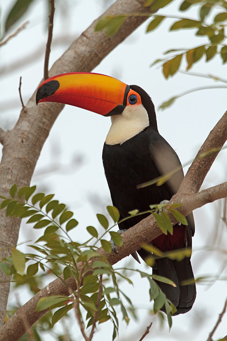 [Toco Toucan]