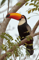 Toco Toucan