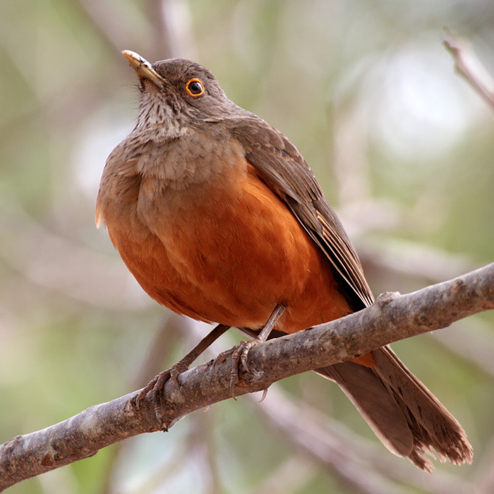 [Rufous-bellied Thrush]