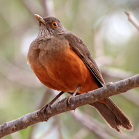 Rufous-bellied Thrush