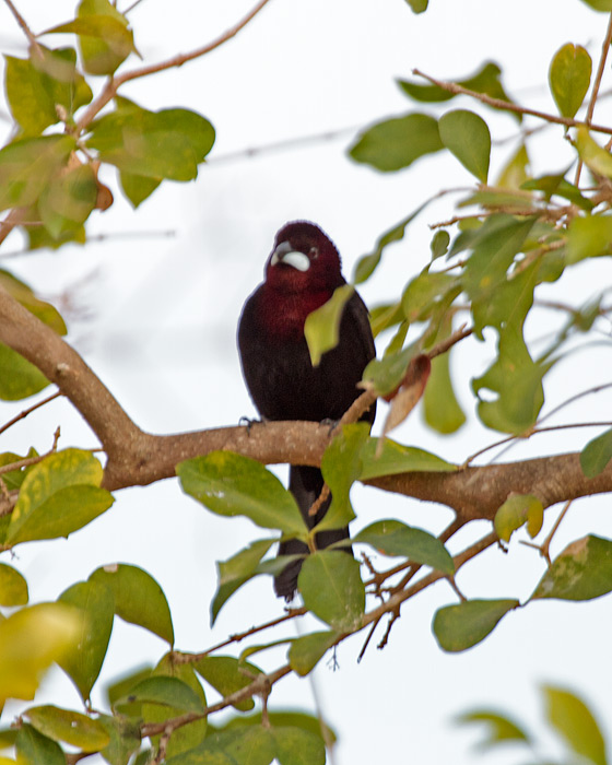 [Silver-beaked Tanager]