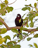 Silver-beaked Tanager