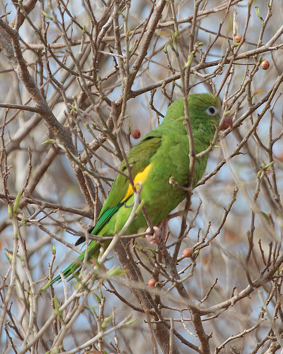 [Yellow-chevroned Parakeet]