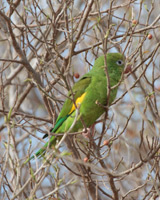 Yellow-chevroned Parakeet