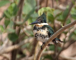 Green Kingfisher