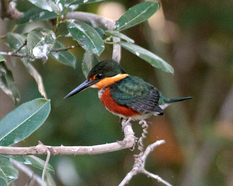 [American Pygmy Kingfisher]