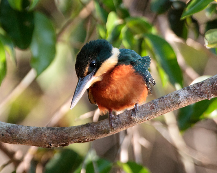 [Green-and-rufous Kingfisher]