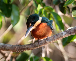 Green-and-rufous Kingfisher