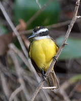 Lesser Kiskadee