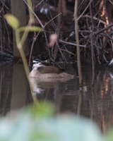 Sungrebe