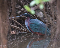 Agami Heron