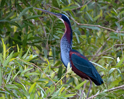 Agami Heron